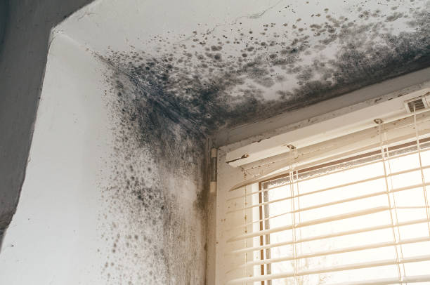Affordable Mold Remediation solutions in Saxapahaw, NC